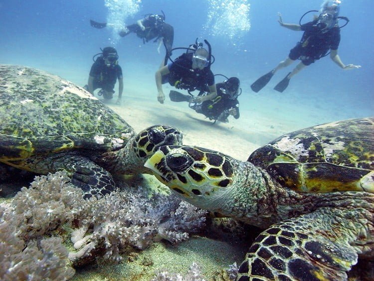 gili-t-turtles